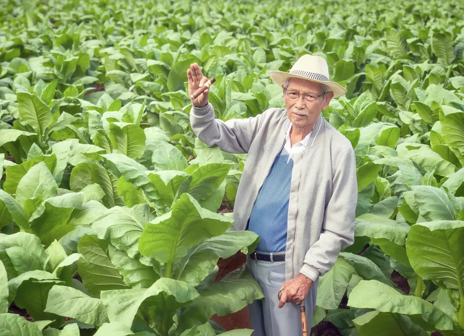 Abdul Kahar Muzakir in the tobacco fields of Jember