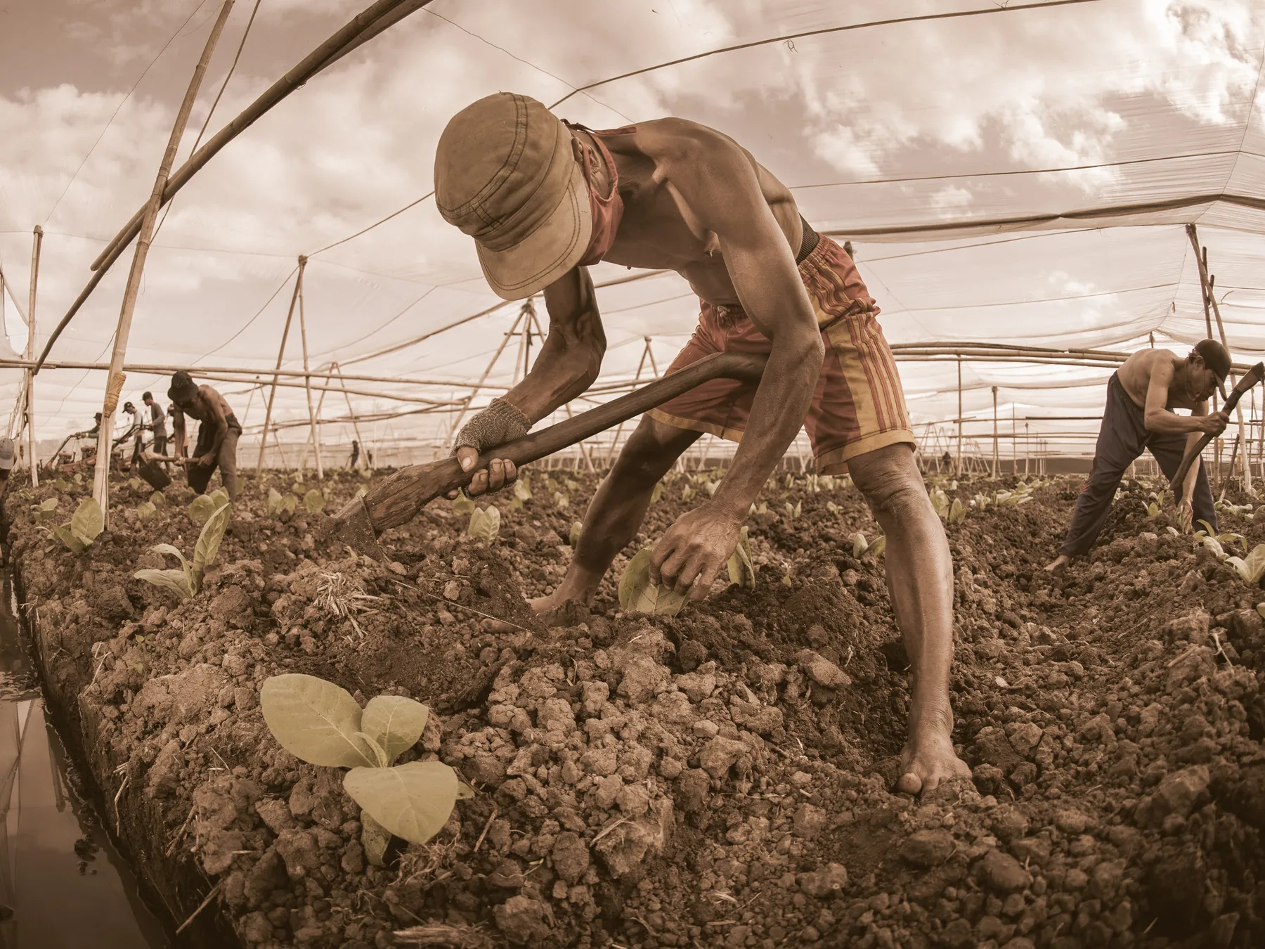 Plantation