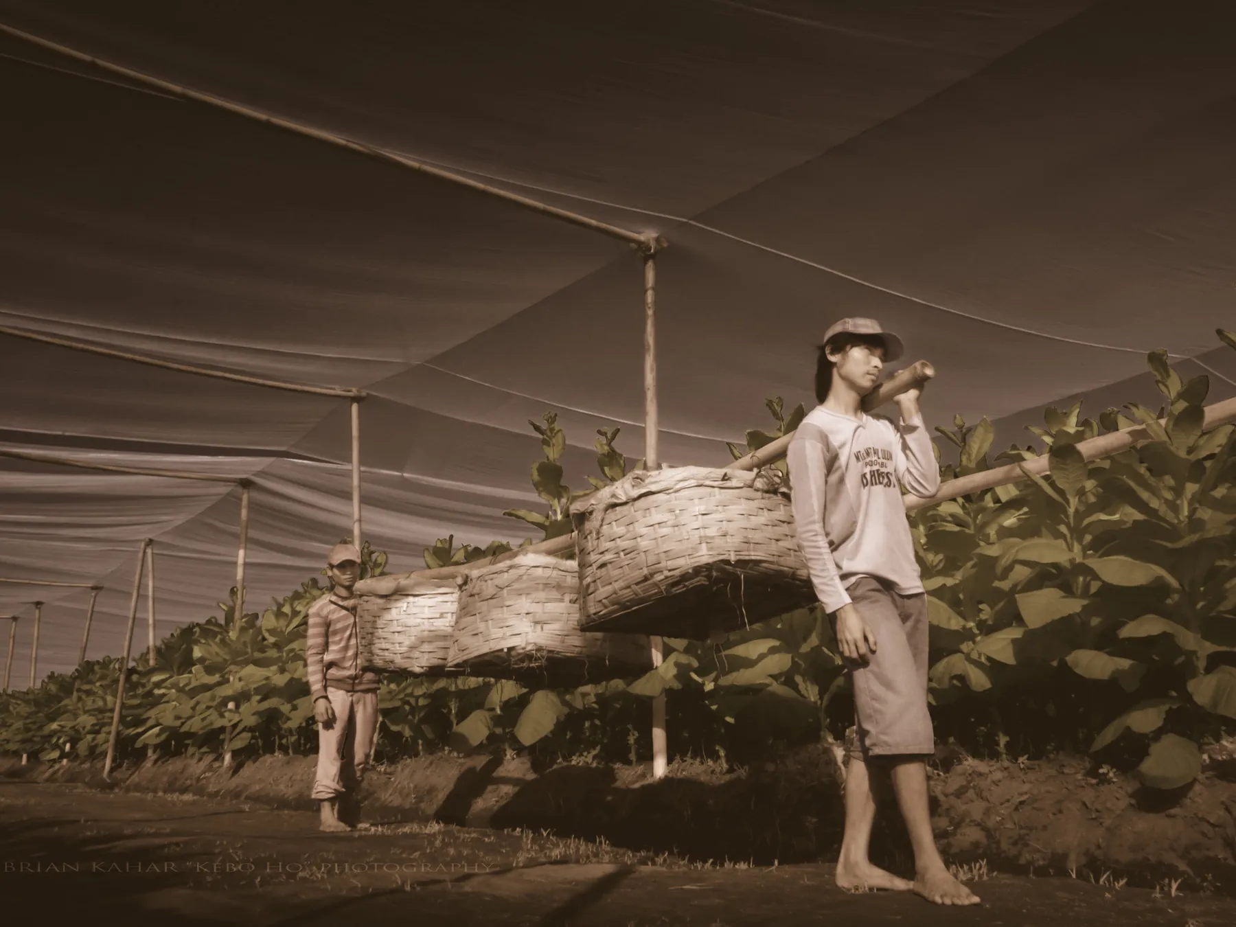 Jember Harvest 2026 — Notes from the Field