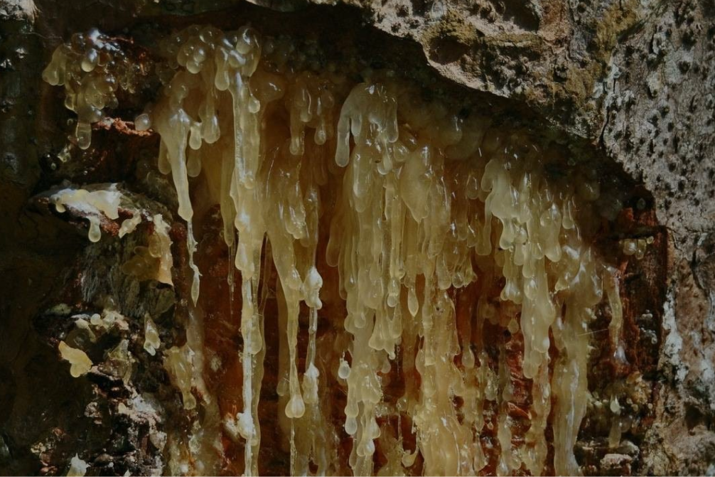 Menyelimuti Dunia: Peluang Ekspor Getah Damar Indonesia yang Menjanjikan