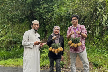 NanasQu Ekspor Nanas