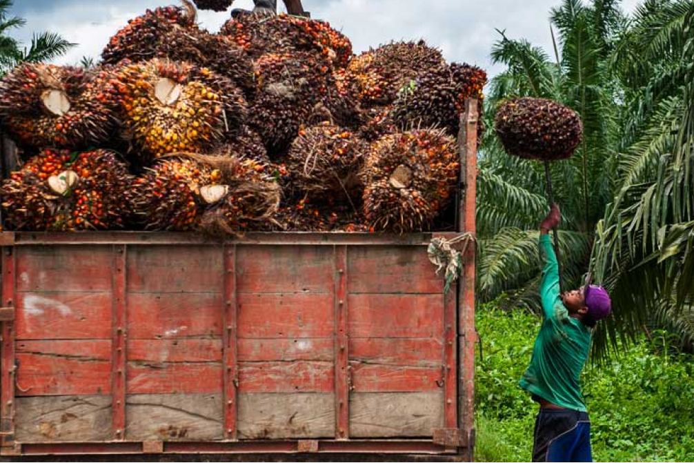 Ekspor Sawit Indonesia Tembus 32 Juta Ton di 2025: Peluang Besar Bisnis Global