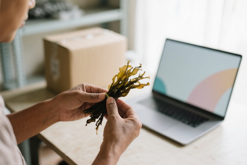 Menghindari Kesalahan Fatal dalam Ekspor Rumput Laut ke China: Apa yang Harus Diketahui?