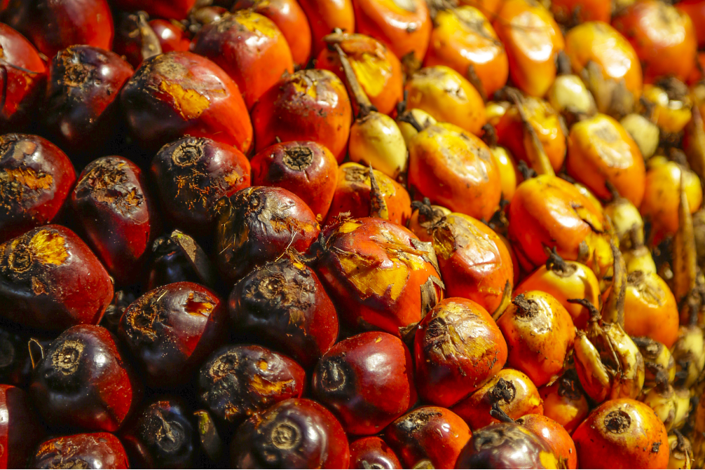 Industri Sawit Indonesia 2025 Melesat: Produksi 56 Juta Ton dan Ekspor 32 Juta Ton