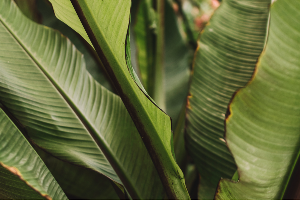 Jasa Pembuatan Website untuk Ekspor Daun Pisang: Tampil Profesional di Mata Buyer Global