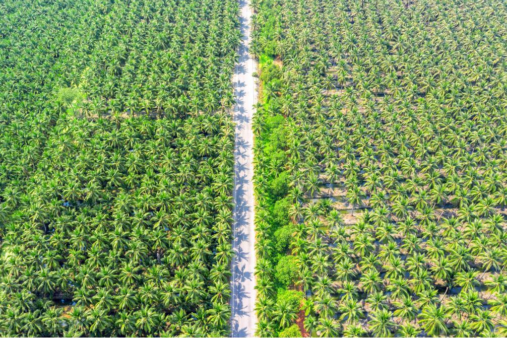 Kinerja Ekspor CPO Indonesia 2025 Meningkat: Ini Peluang Besar untuk Pelaku Usaha